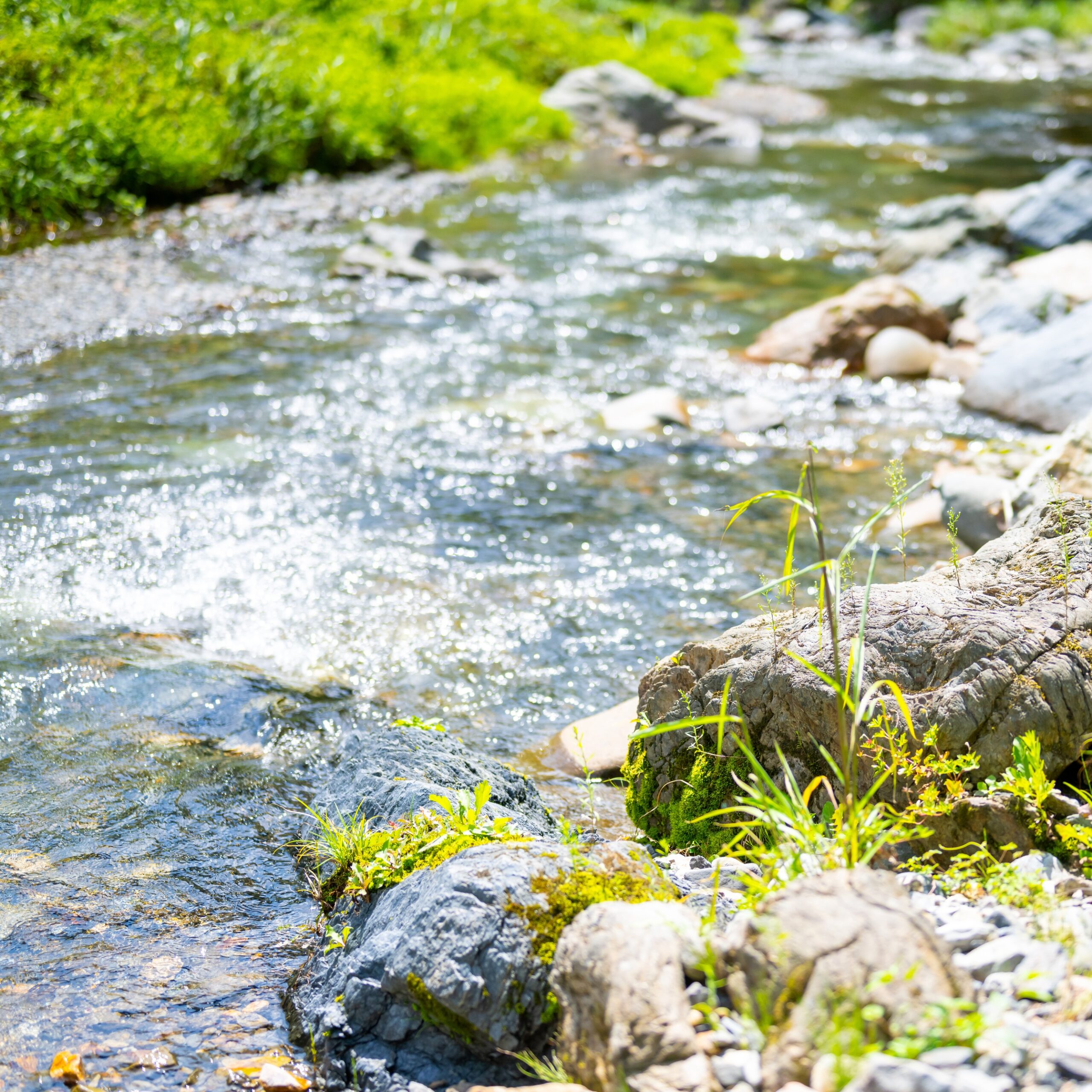 清らかな白神の水で育てる