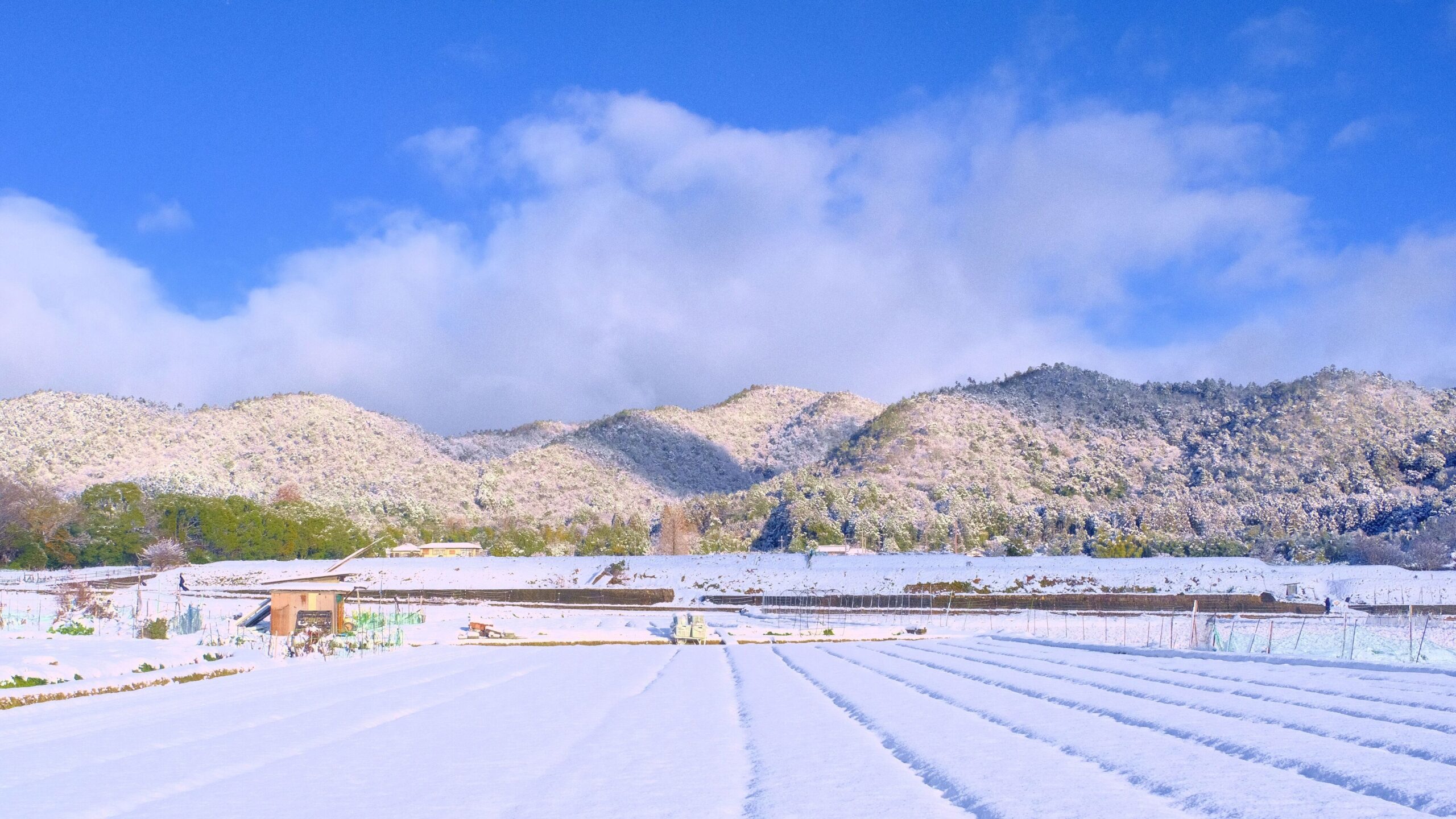 冬｜静寂が育む冬の恵みと春の準備