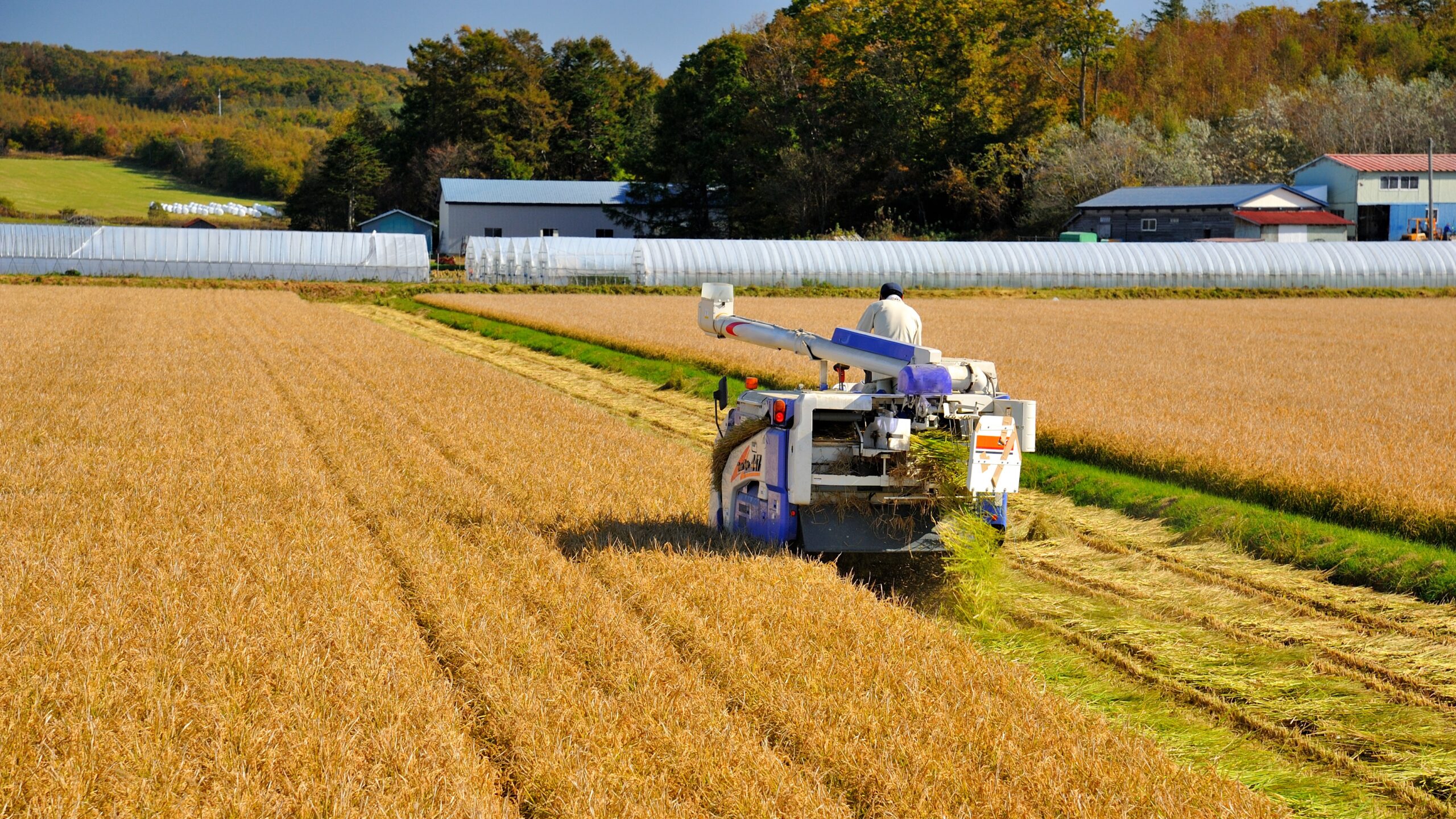 秋｜豊穣の秋に新米をお届けします