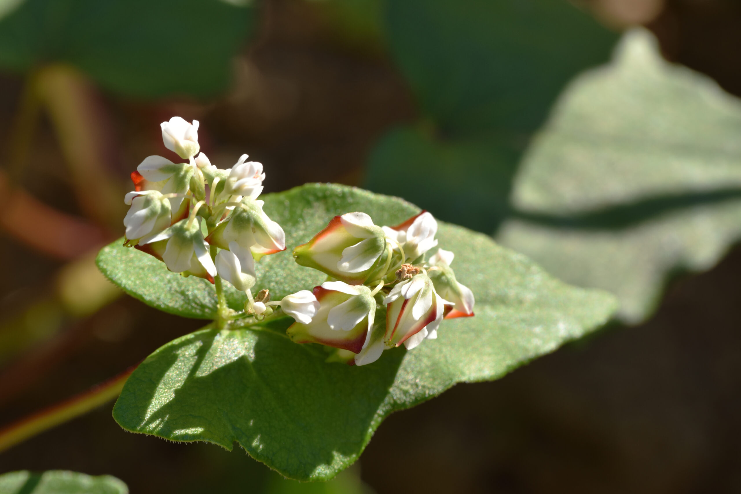 農作物のご紹介