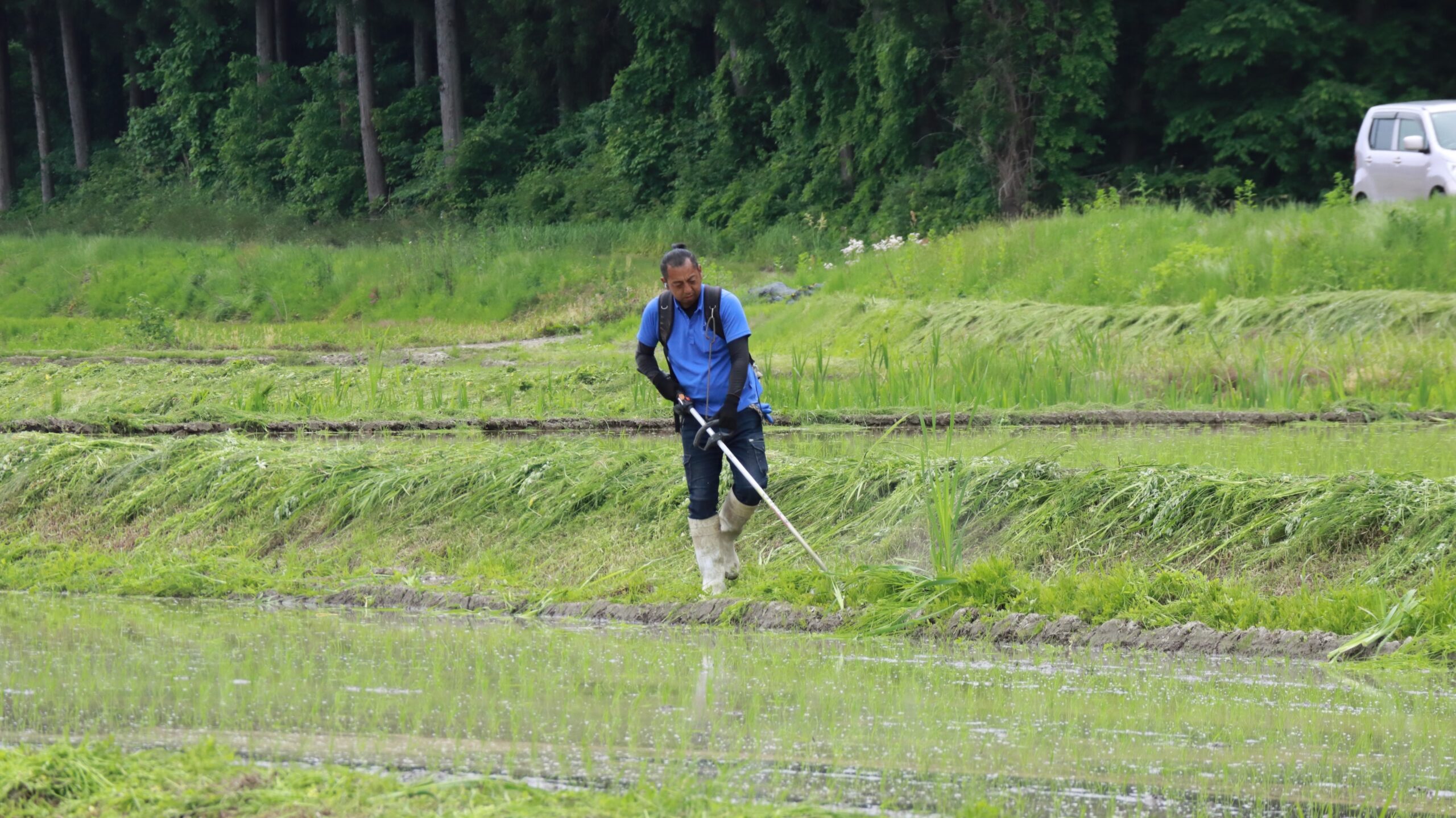 夏｜夏そば収穫と田んぼのお手入れ