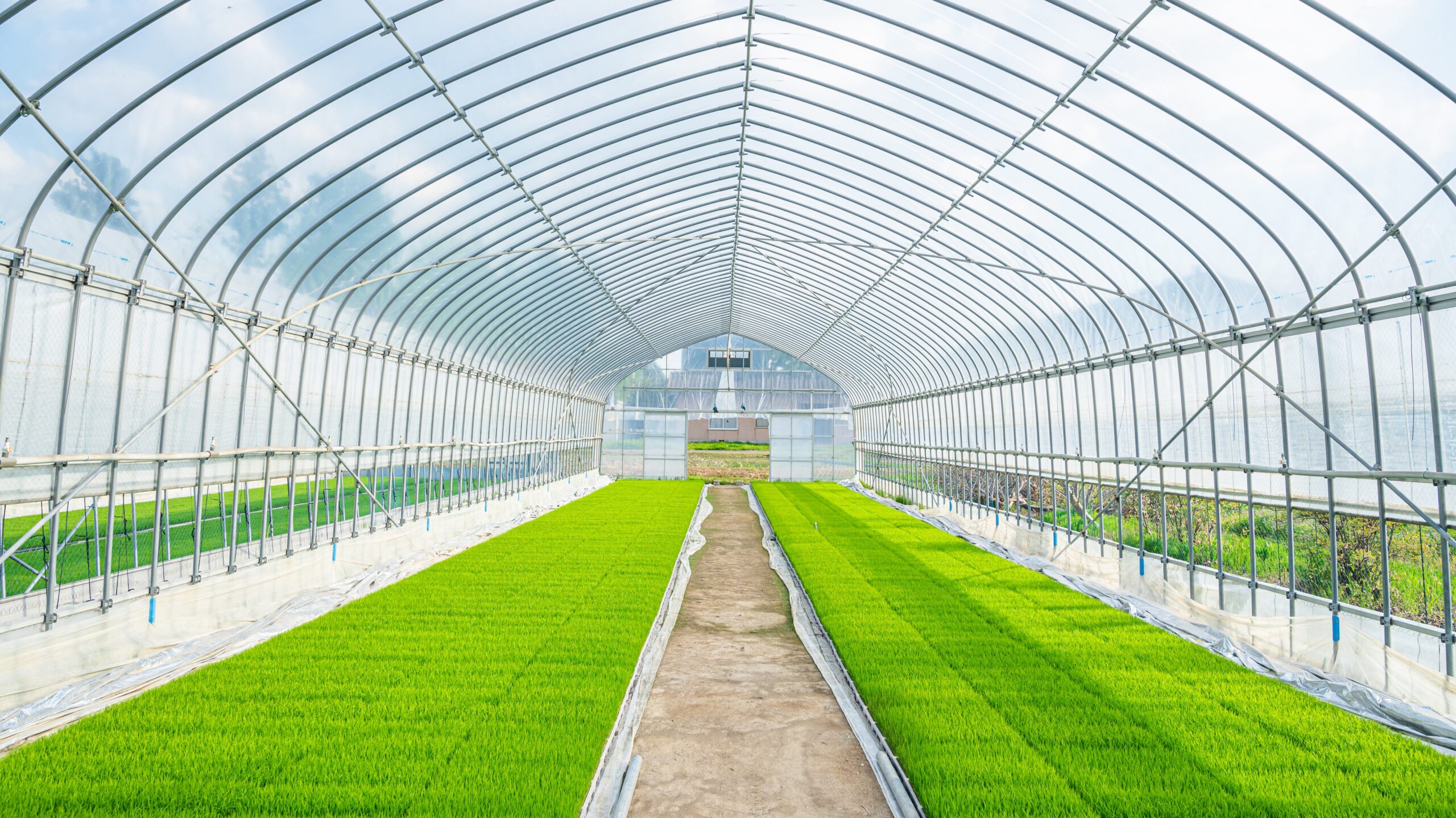 春～夏｜春訪れる芽吹きの季節